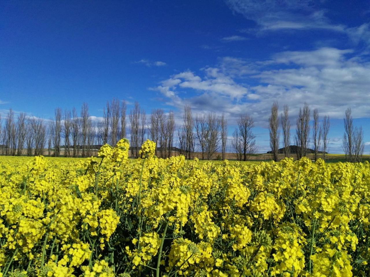 La Aldea Colorada Casa Rural Mota del Marqués エクステリア 写真
